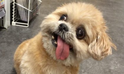 Can Dogs have Down syndrome? Pets Nurturing