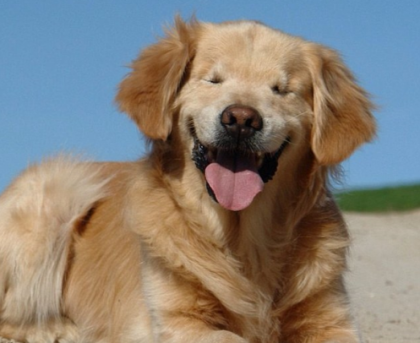 Can Dogs have Down syndrome? | Pets Nurturing