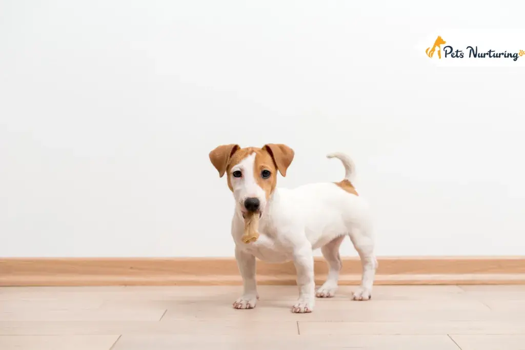 Dogs with Small Legs