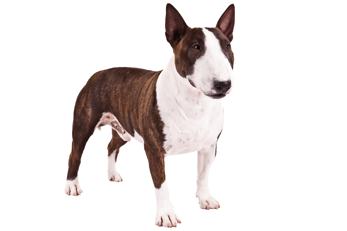 55+ English Bull Terrier Information Facts l2sanpiero