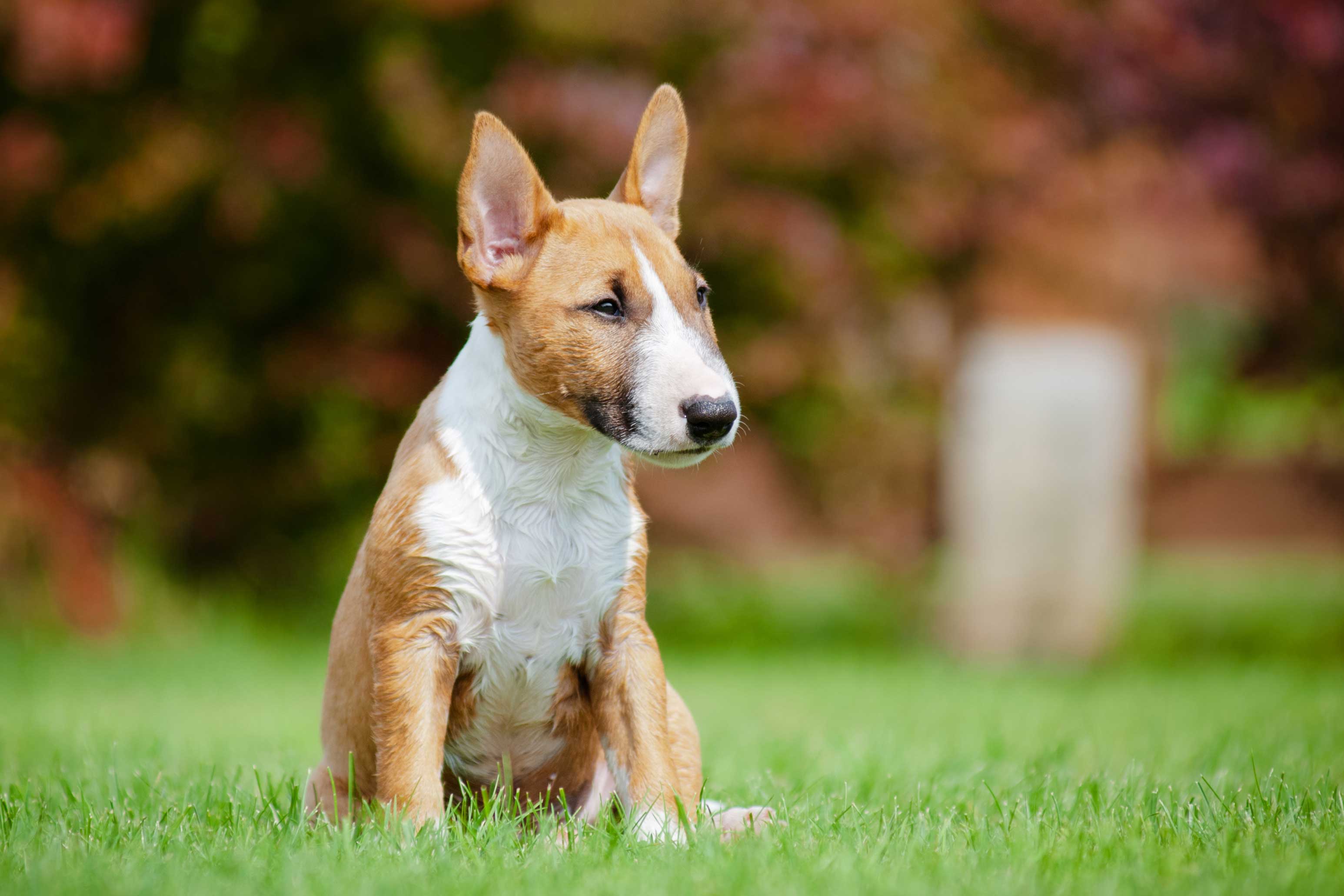 Facts about the English Bull terrier puppies Pets Nurturing