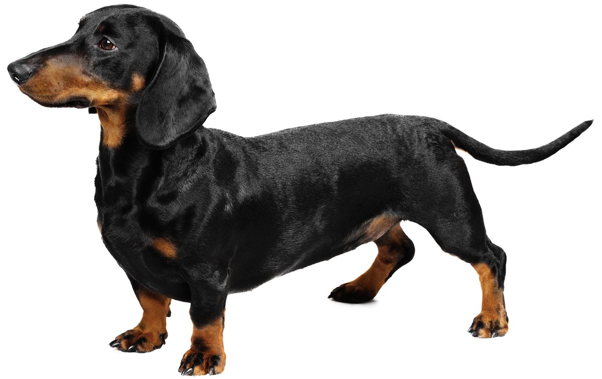 short legged dog breeds