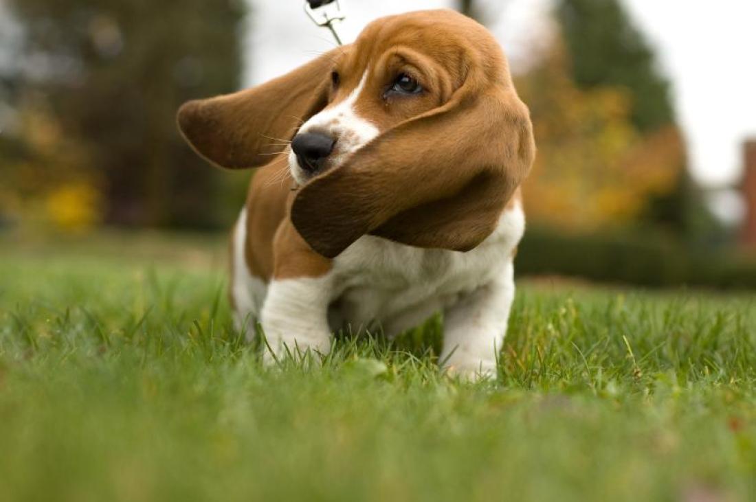 Bloodhound Puppy Dog With Short Hair And Short Legs And A Long ...