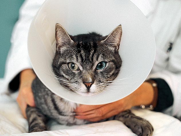 Is Your Cat Shaking His Head Like Parkinson's? Here's why Pets Nurturing