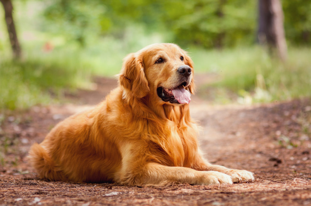 Signs That Your Dog Is Dying of Cancer Which Can’t Be Ignored | Pets