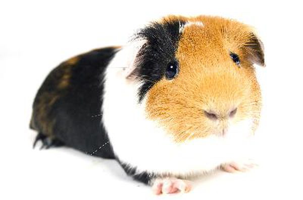 fun facts about guinea pigs