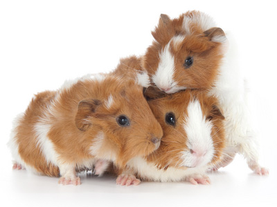 fun facts about guinea pigs