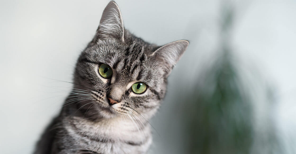 American Shorthair: longest living cat breeds