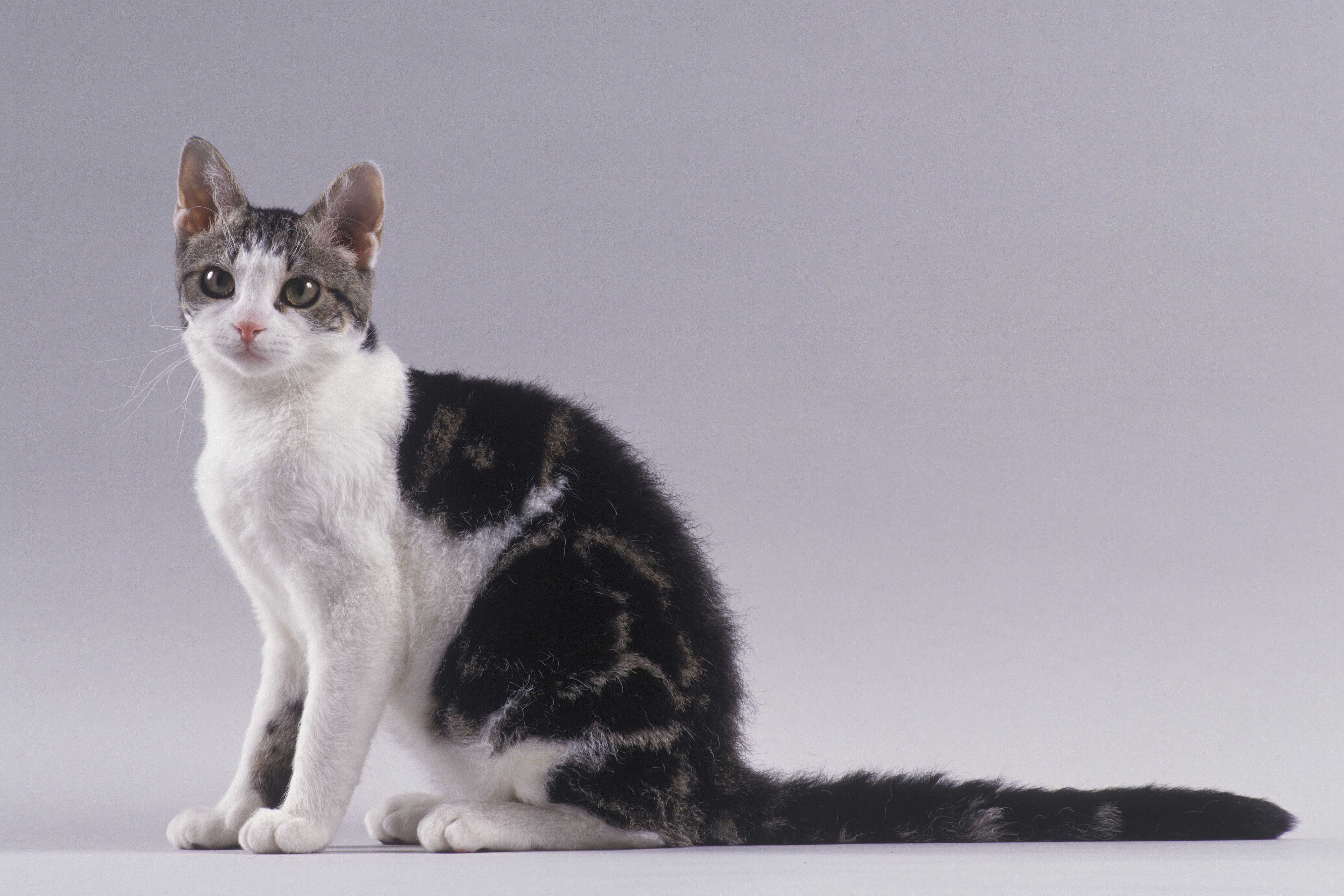 American Wirehair: longest living cat breeds