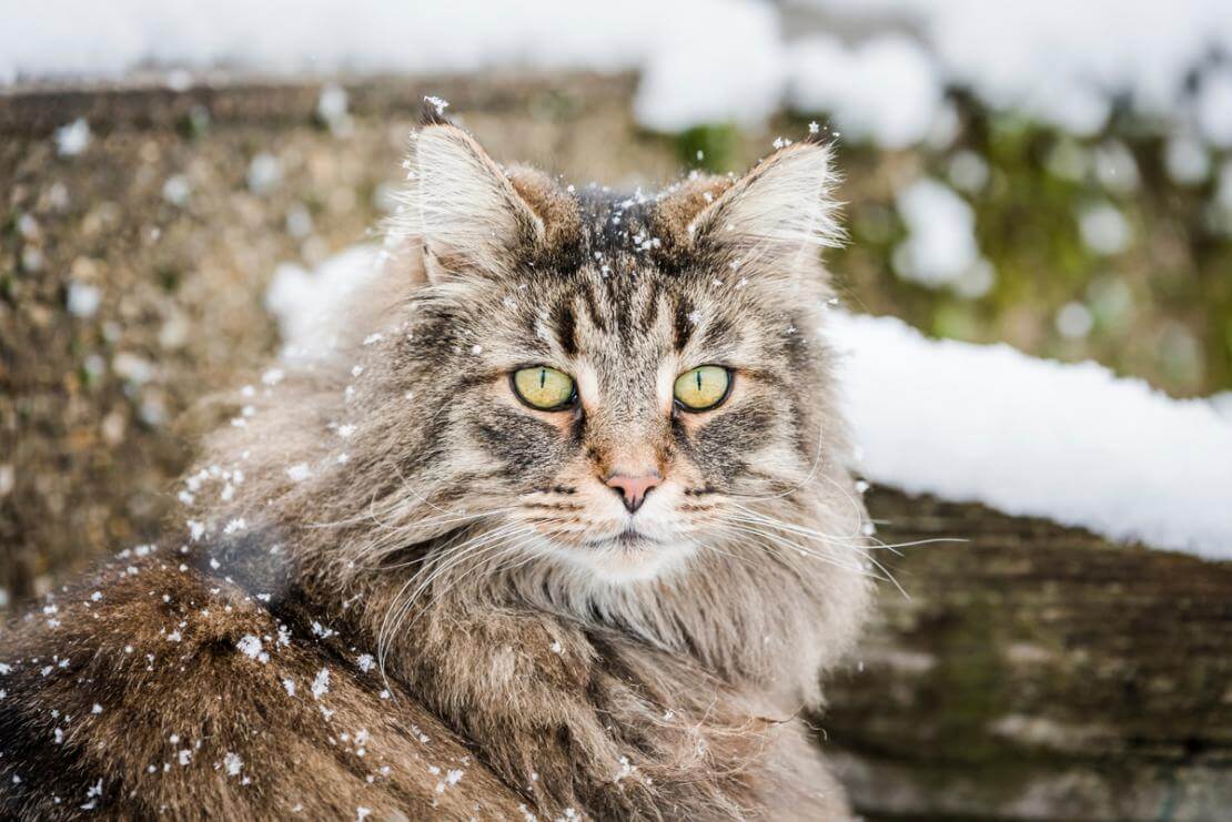 The list of longest living cat breeds | Pets Nurturing