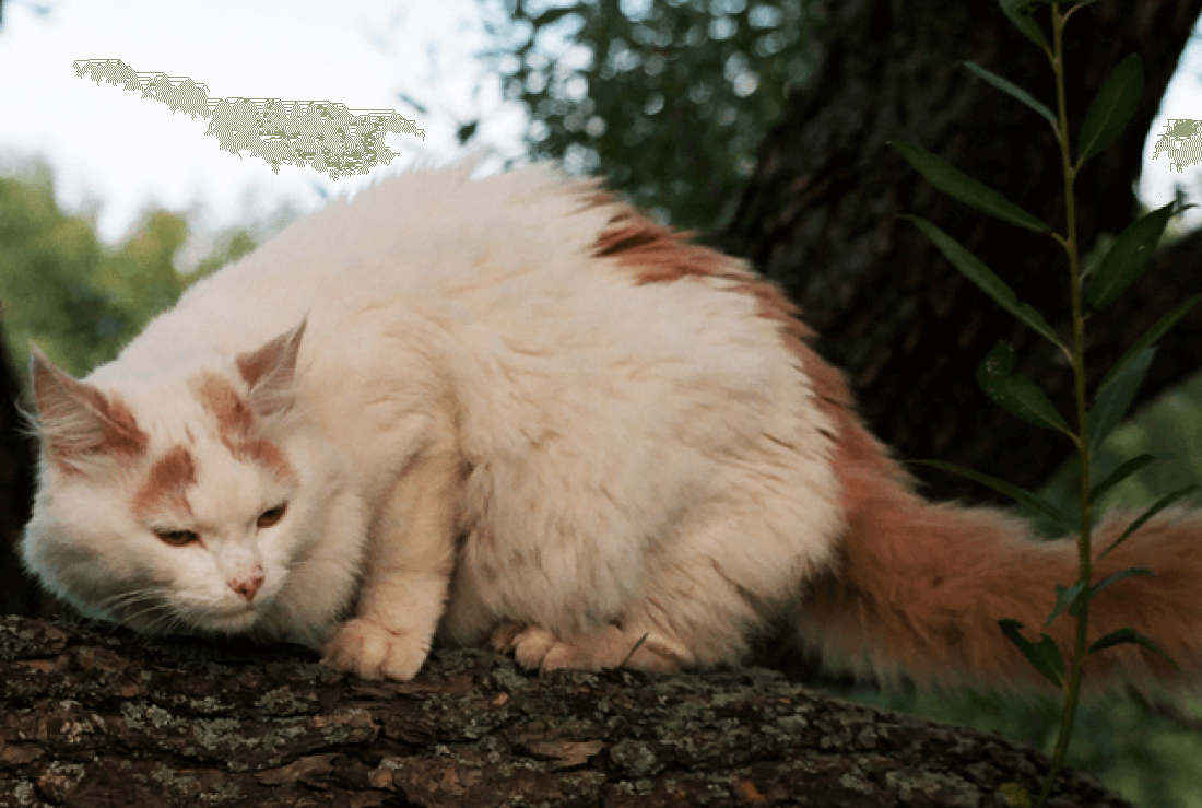 Turkish Van: longest living cat breeds