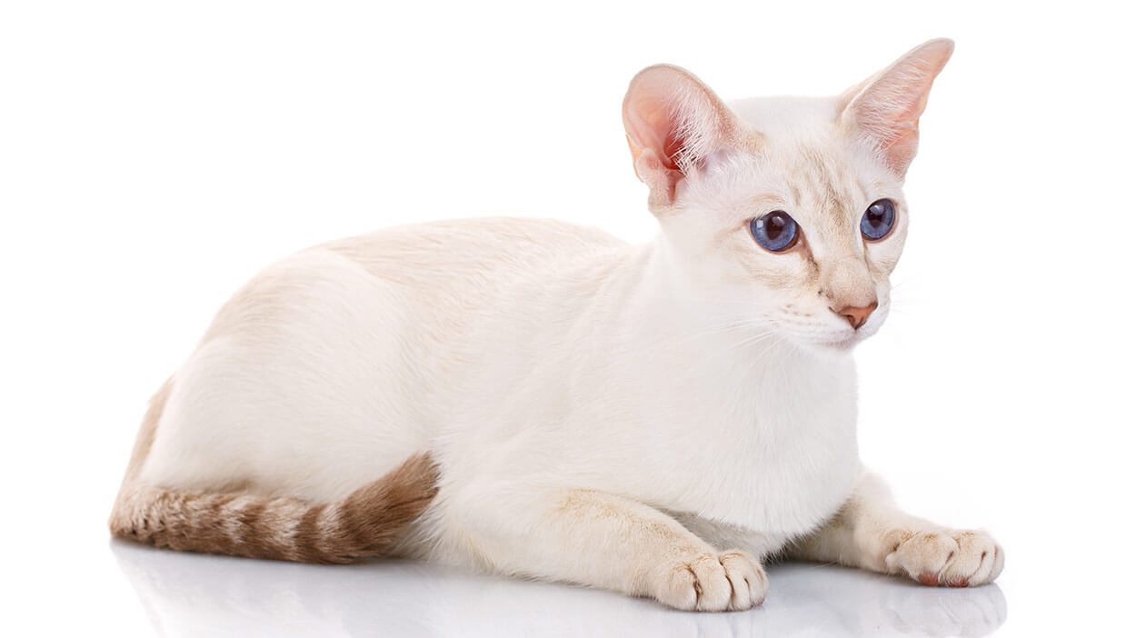 Colorpoint Shorthair: longest living cat breeds