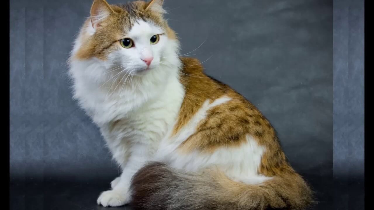 RagaMuffin: longest living cat breeds