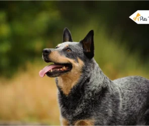 Australian Cattle dog