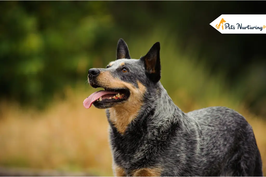 Australian Cattle dog