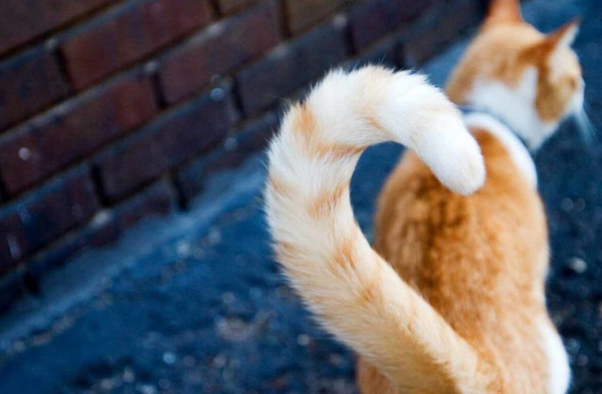  Cat Tail Body Language