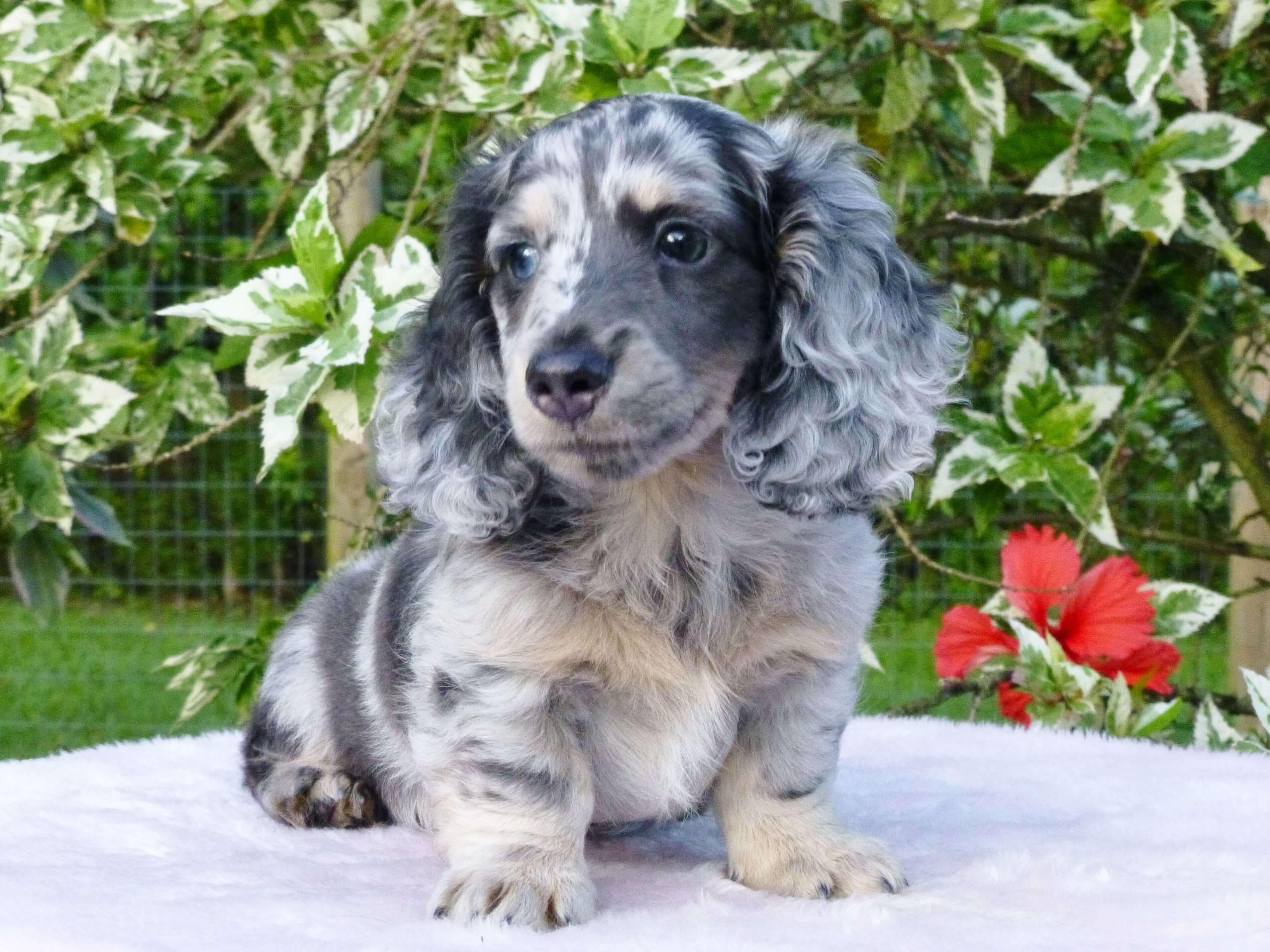 Dapple Dachshund Puppies Texas / Little Doxies | Miniature Dapple ...