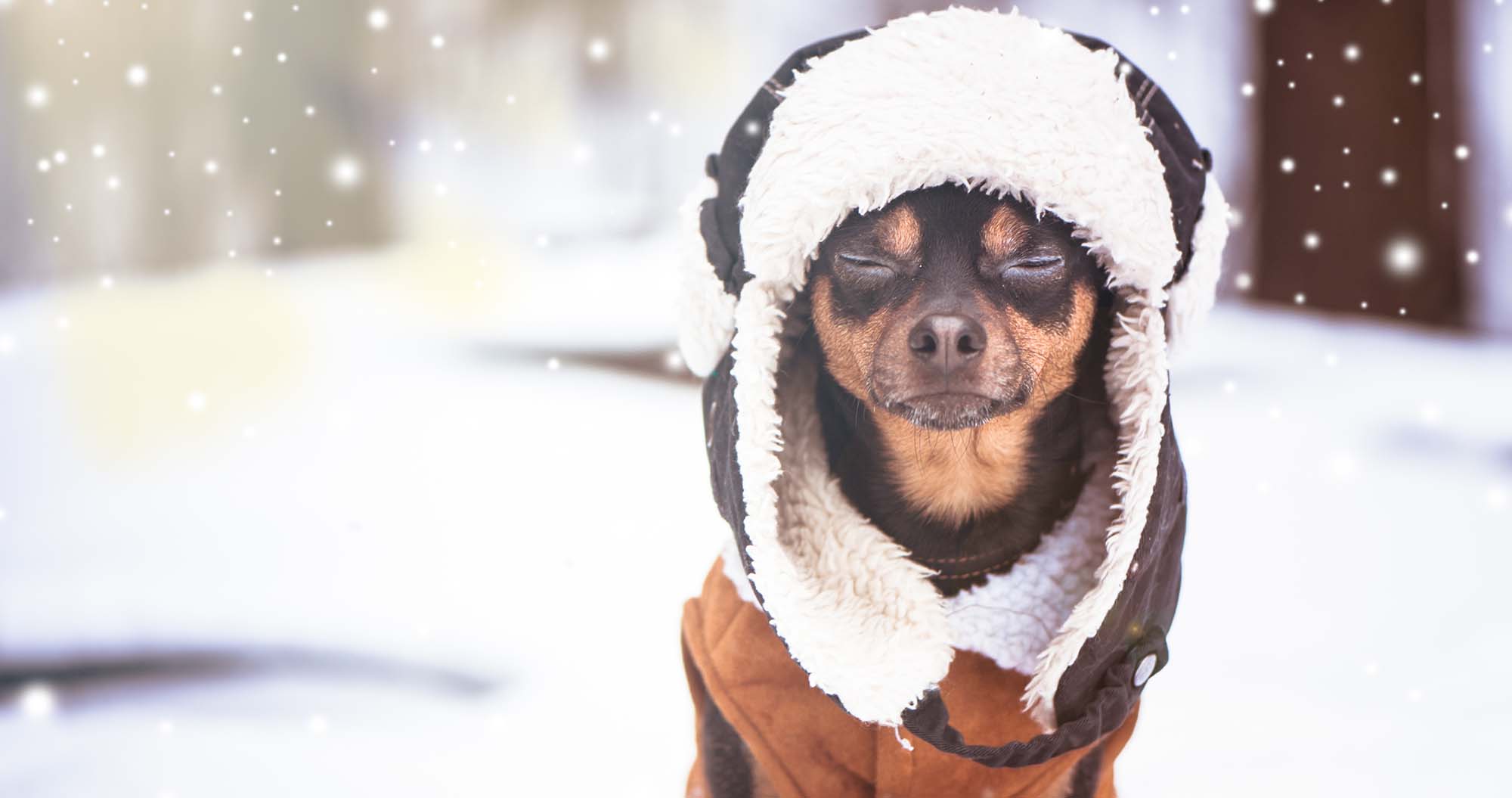 dog winter clothes