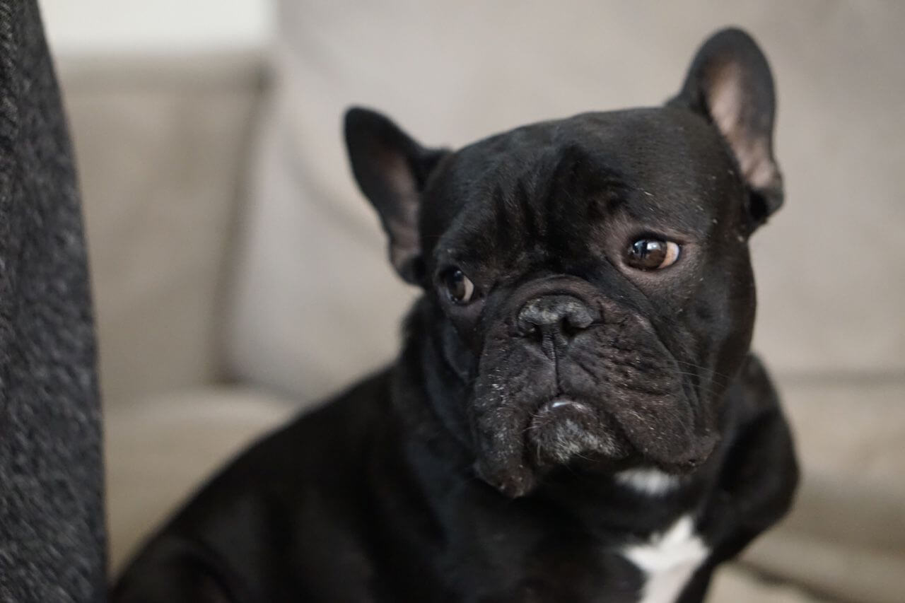 Facts you should know About a French bulldog | Pets Nurturing