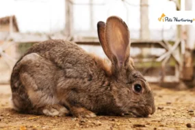 Lionhead Rabbit