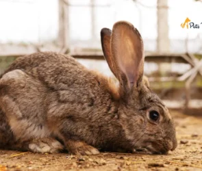 Lionhead Rabbit