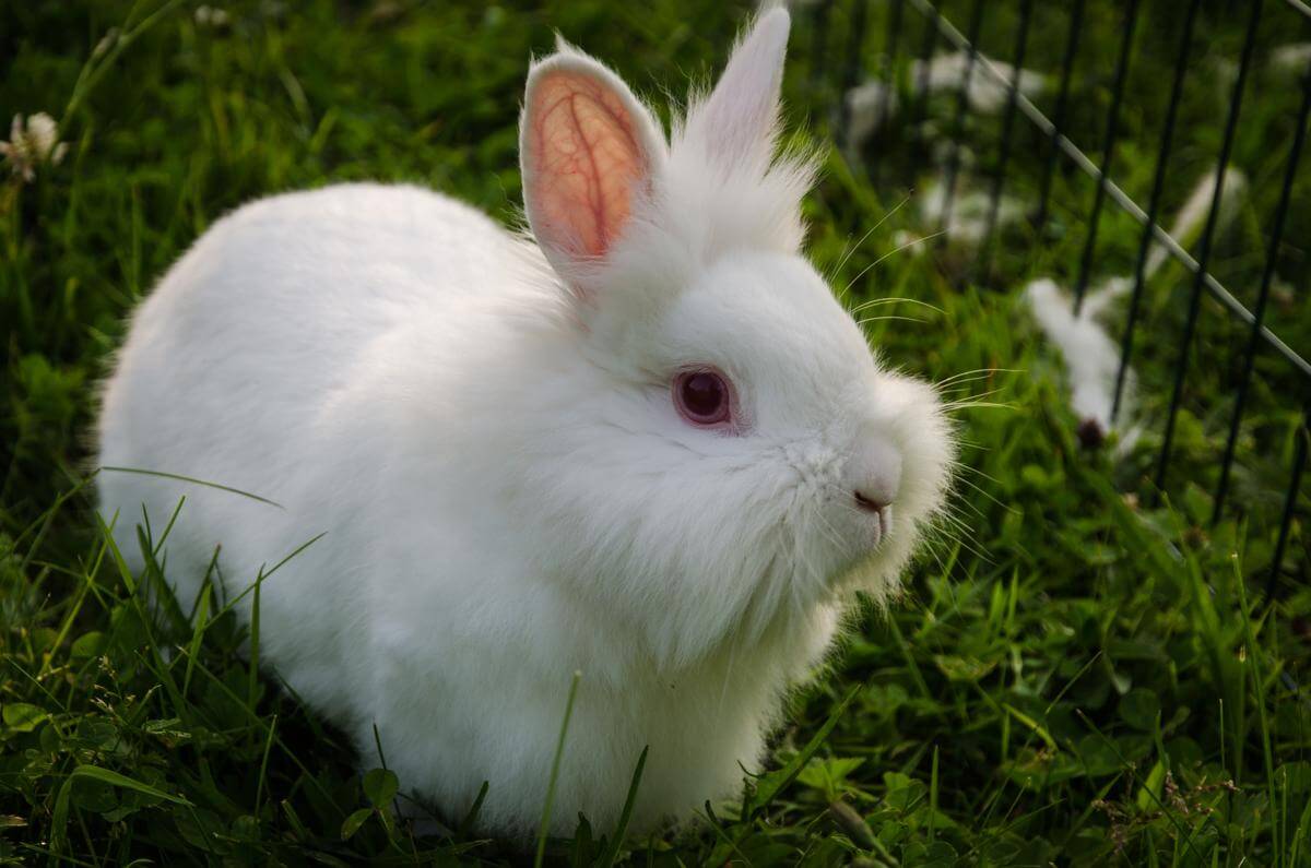 Lionhead Rabbit: A Complete Guide and their Health Concerns