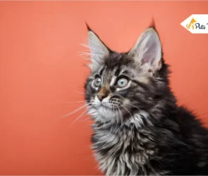 Maine Coon Cat