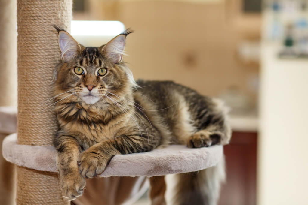 Maine Coon Cat Breed health