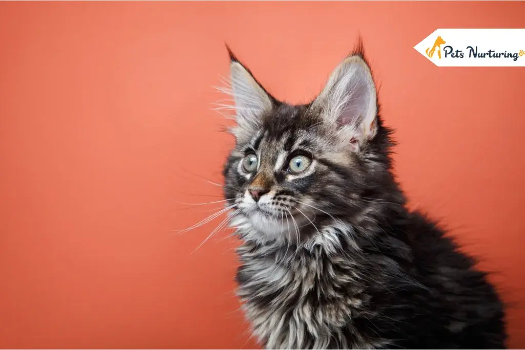 Maine Coon Cat