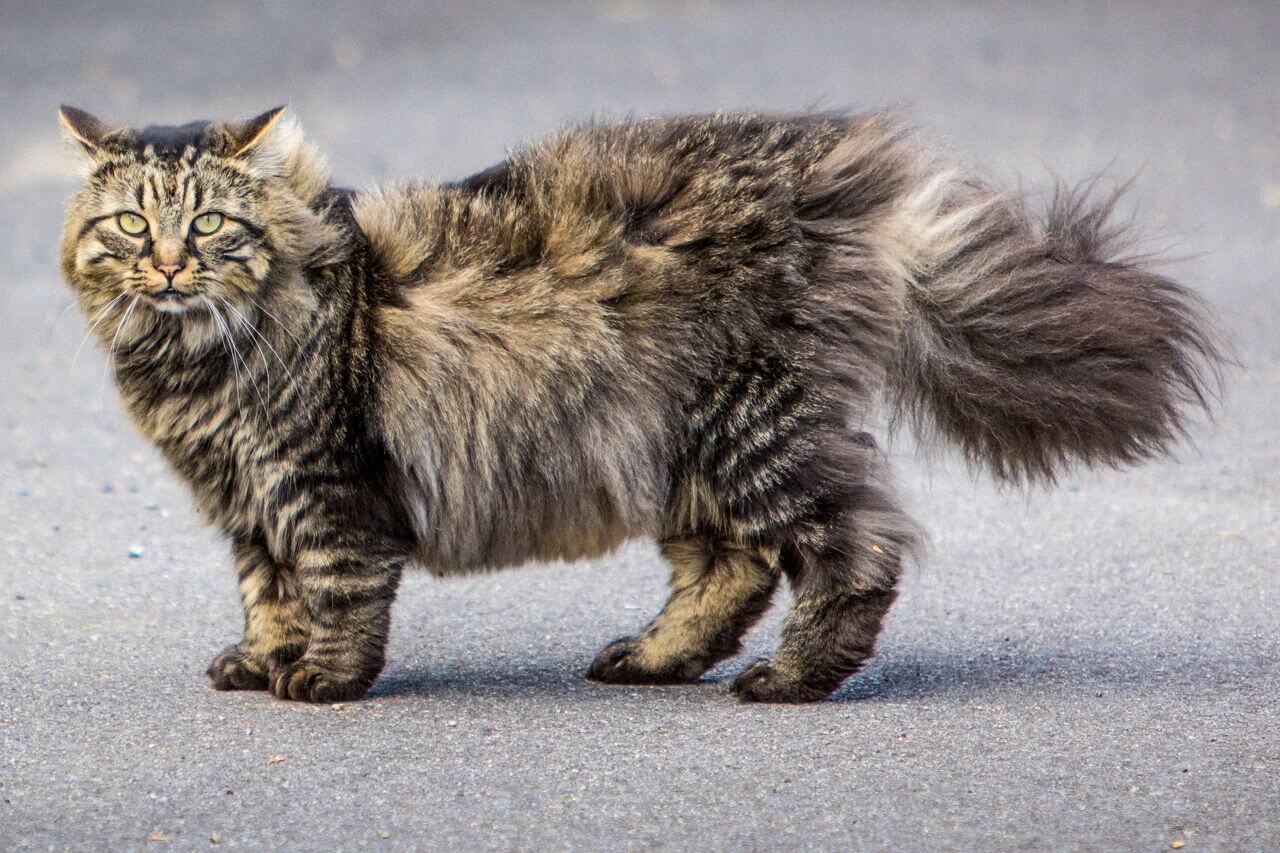Maine Coon Cat Breeds Know Facts About Them - Maine Coon Cat BreeDs 3