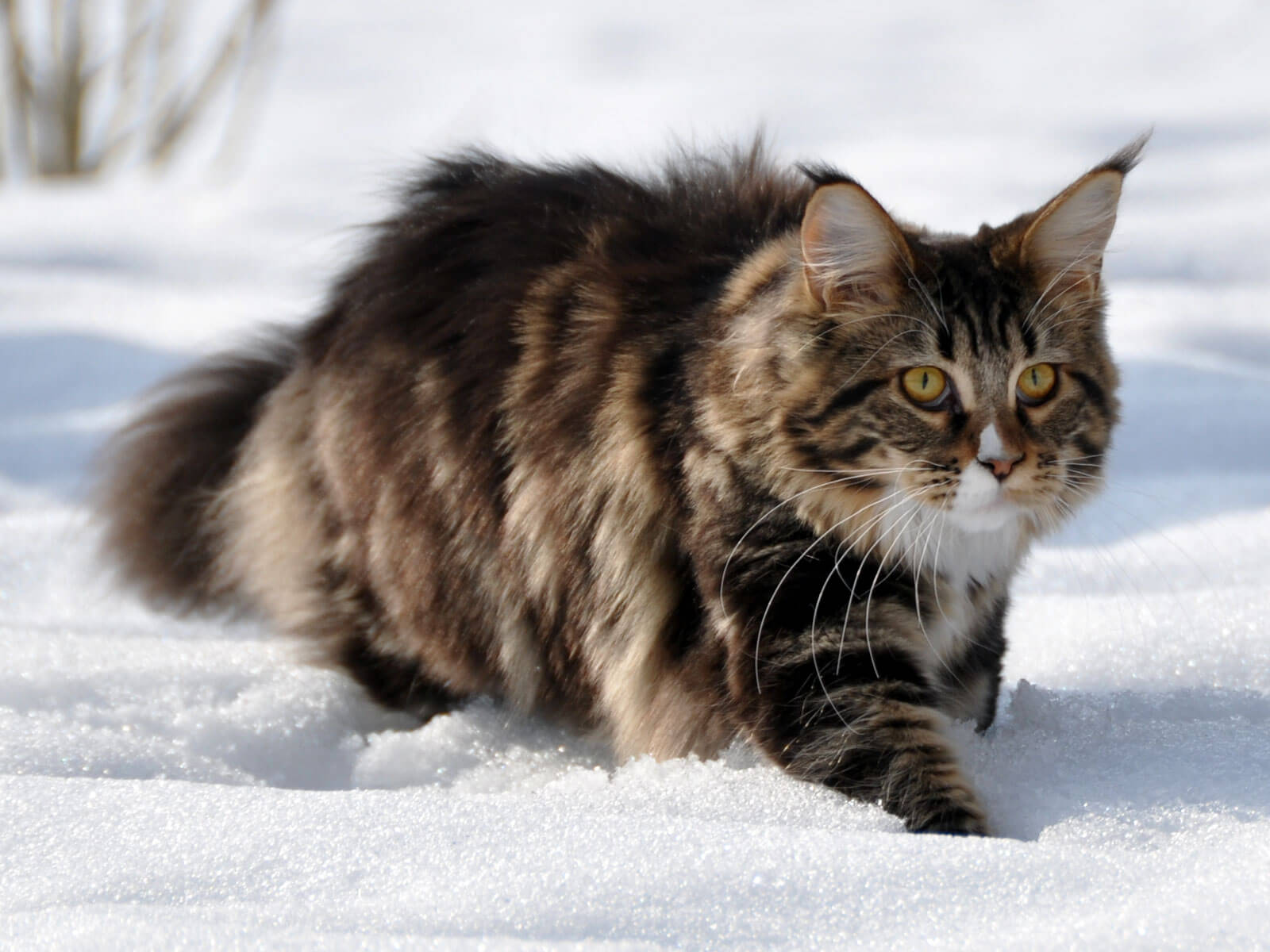 Maine Coon Cat Breeds Know Facts About Them Pets Nurturing