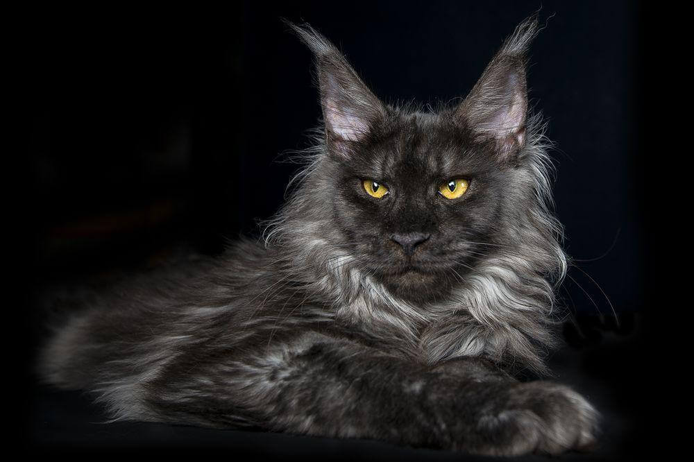 5 Must Know Facts About Maine Coon Cats | Pets Nurturing