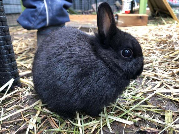Netherland Dwarf Rabbit: Breed Information and Top Facts
