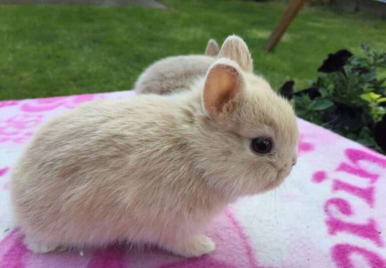 Netherland Dwarf Rabbit Breed Information And Top Facts