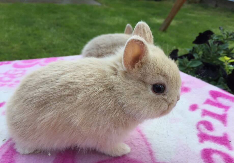 netherland dwarf bunny lifespan