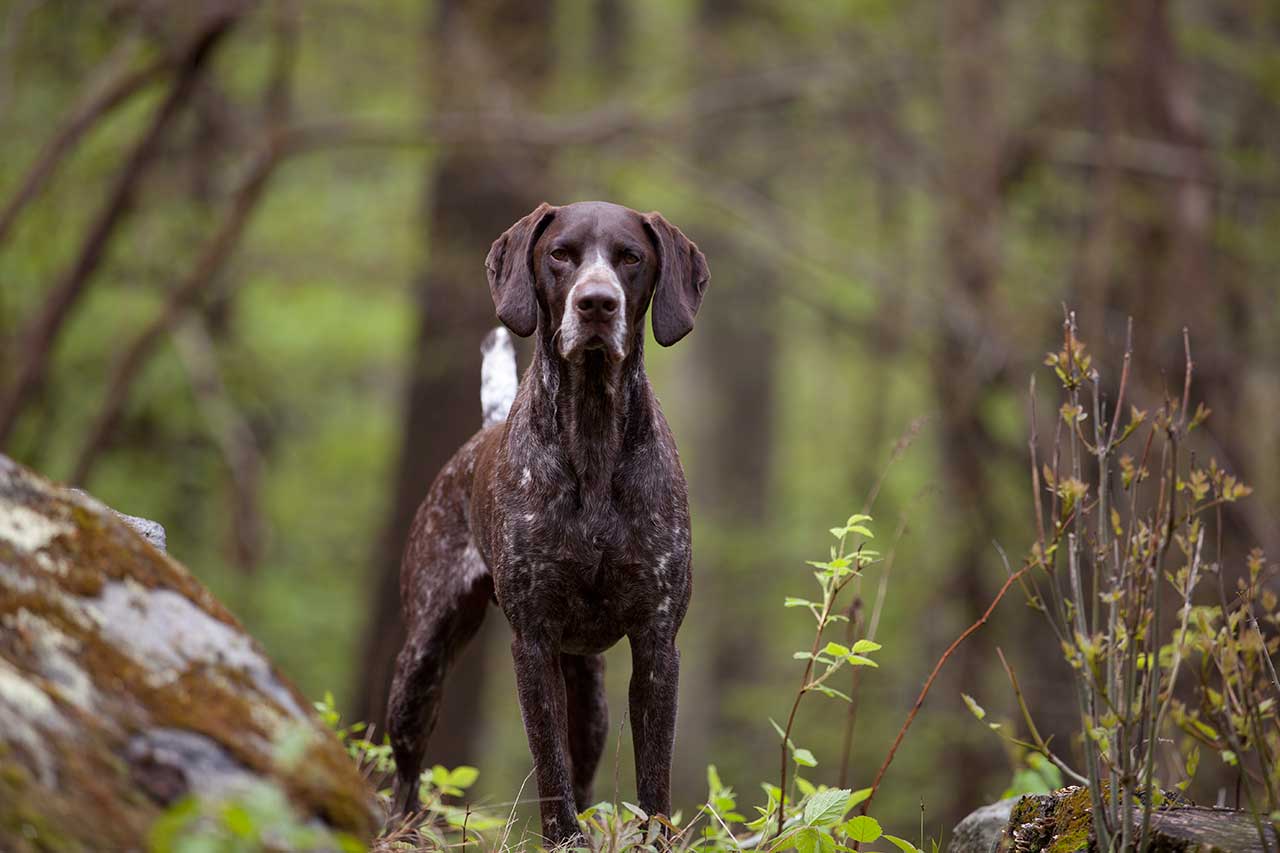 All You Need To Know About The Pointer Dogs | Pets Nurturing