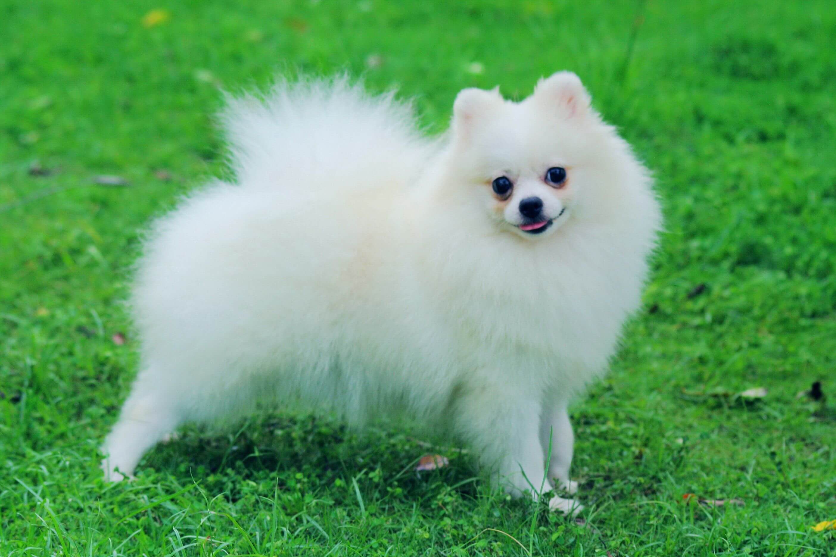 Pomeranian dog breeds