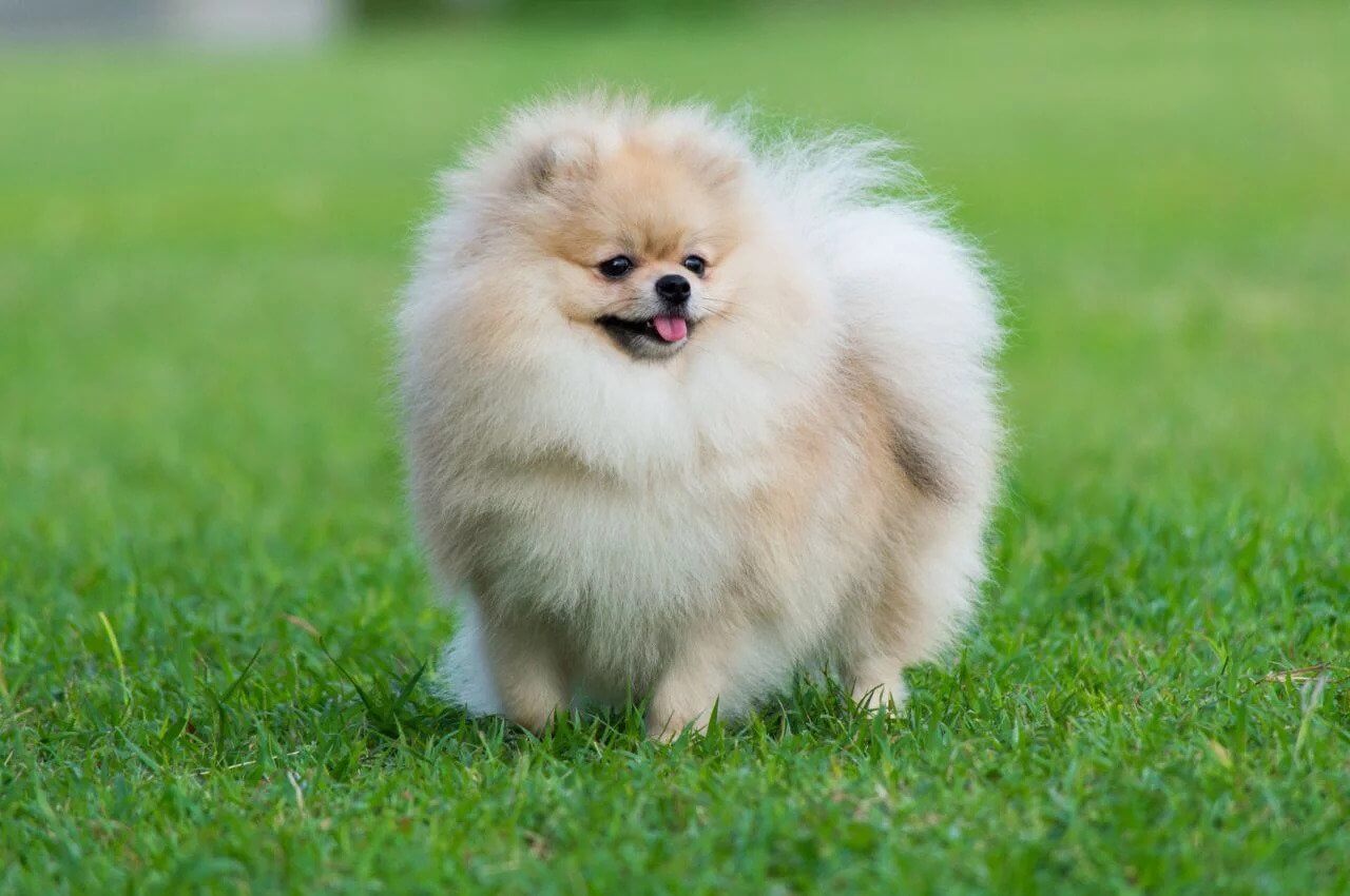 our generation pomeranian dog