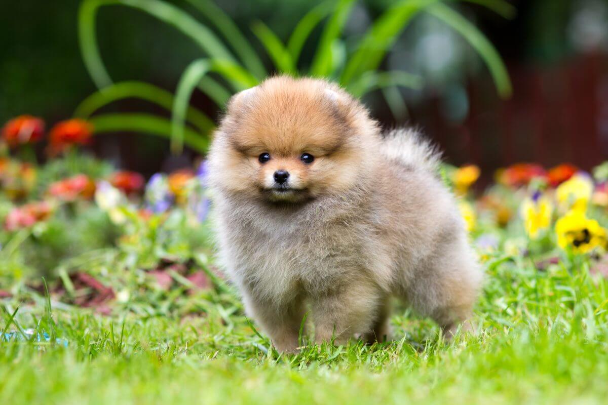 Pomeranian dog breeds