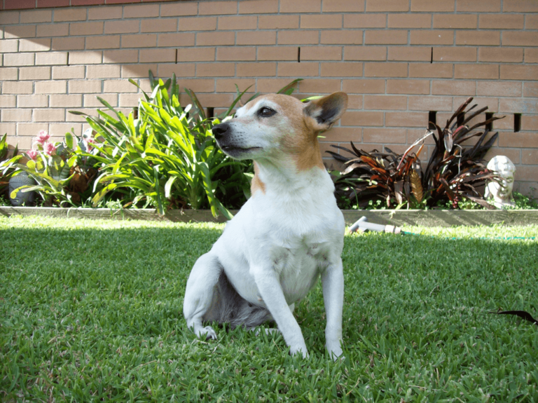 Difference Between Rat Terrier Vs Fox Terrier Easy Guide