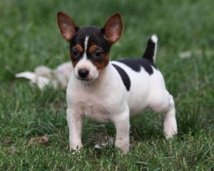 Rat Terrier Vs Fox Terrier: Dogs Breed | Pets Nurturing