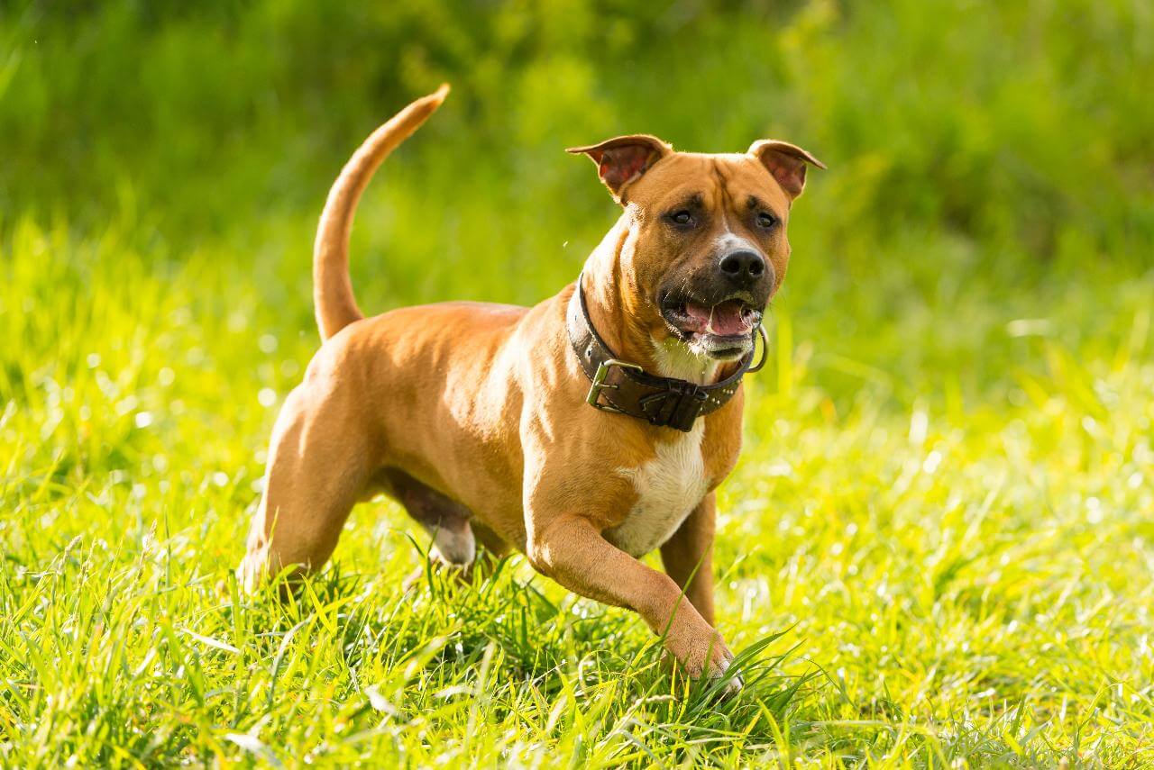 All You Need To Know About Running Dog Breeds Pets Nurturing