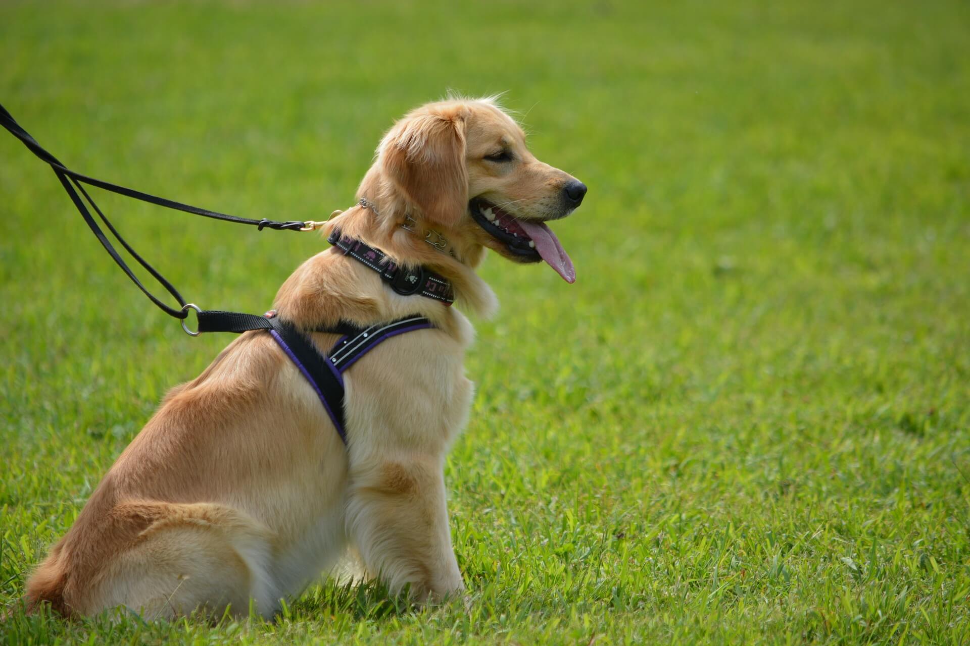 All You Need To Know About Running Dog Breeds Pets Nurturing