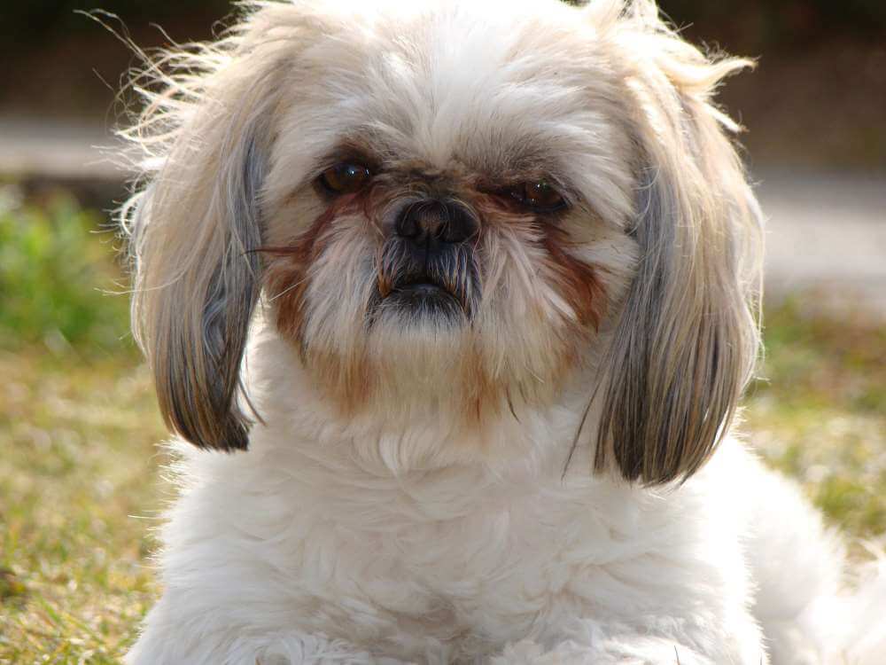 Everything You Need To Know To Adopt A Shih Tzu Pets