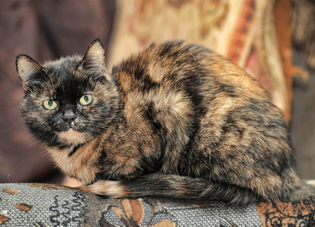 tortoiseshell cat calico cat