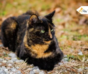 Tortoiseshell Cat
