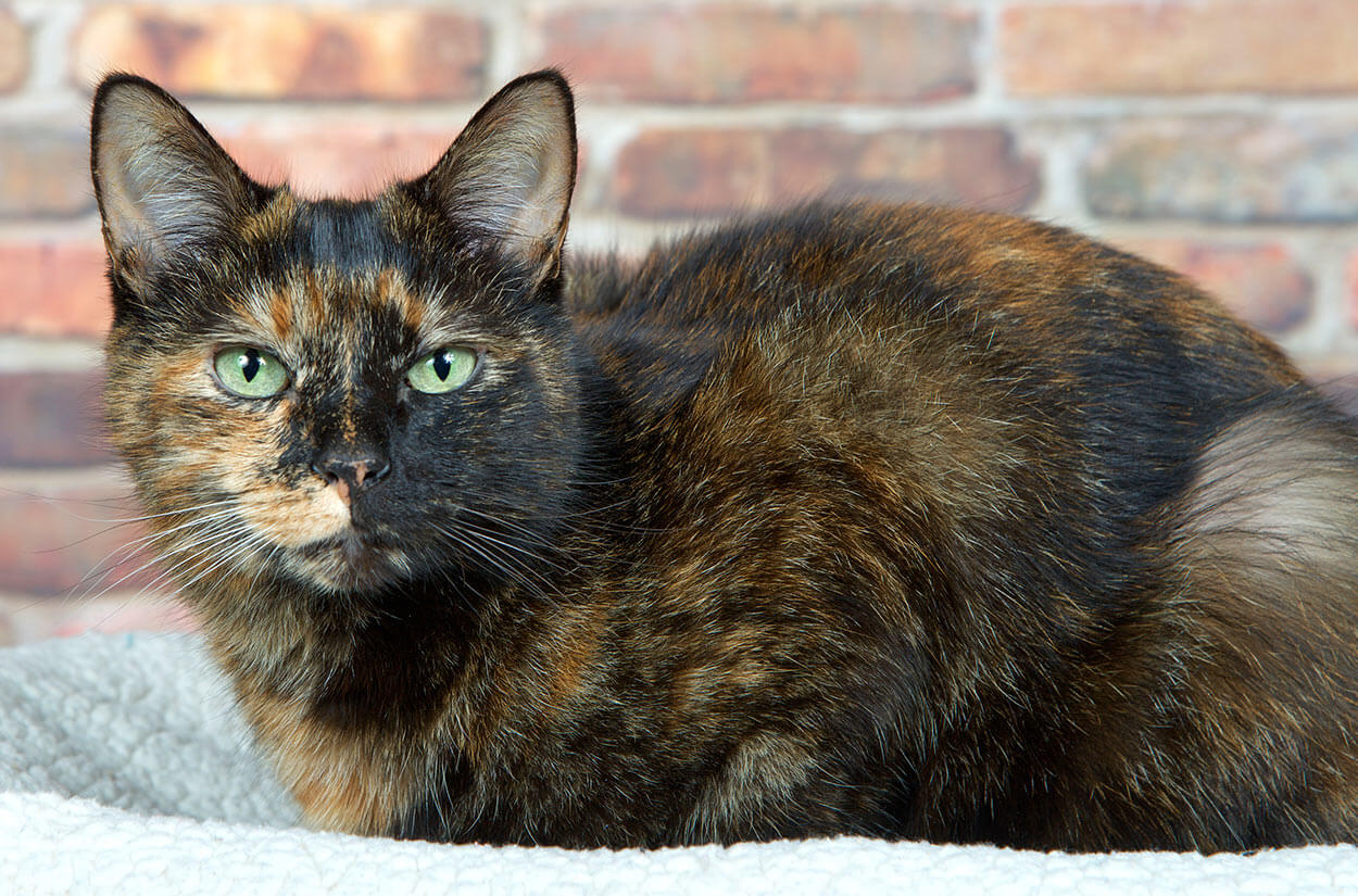 long haired tortoiseshell calico cat