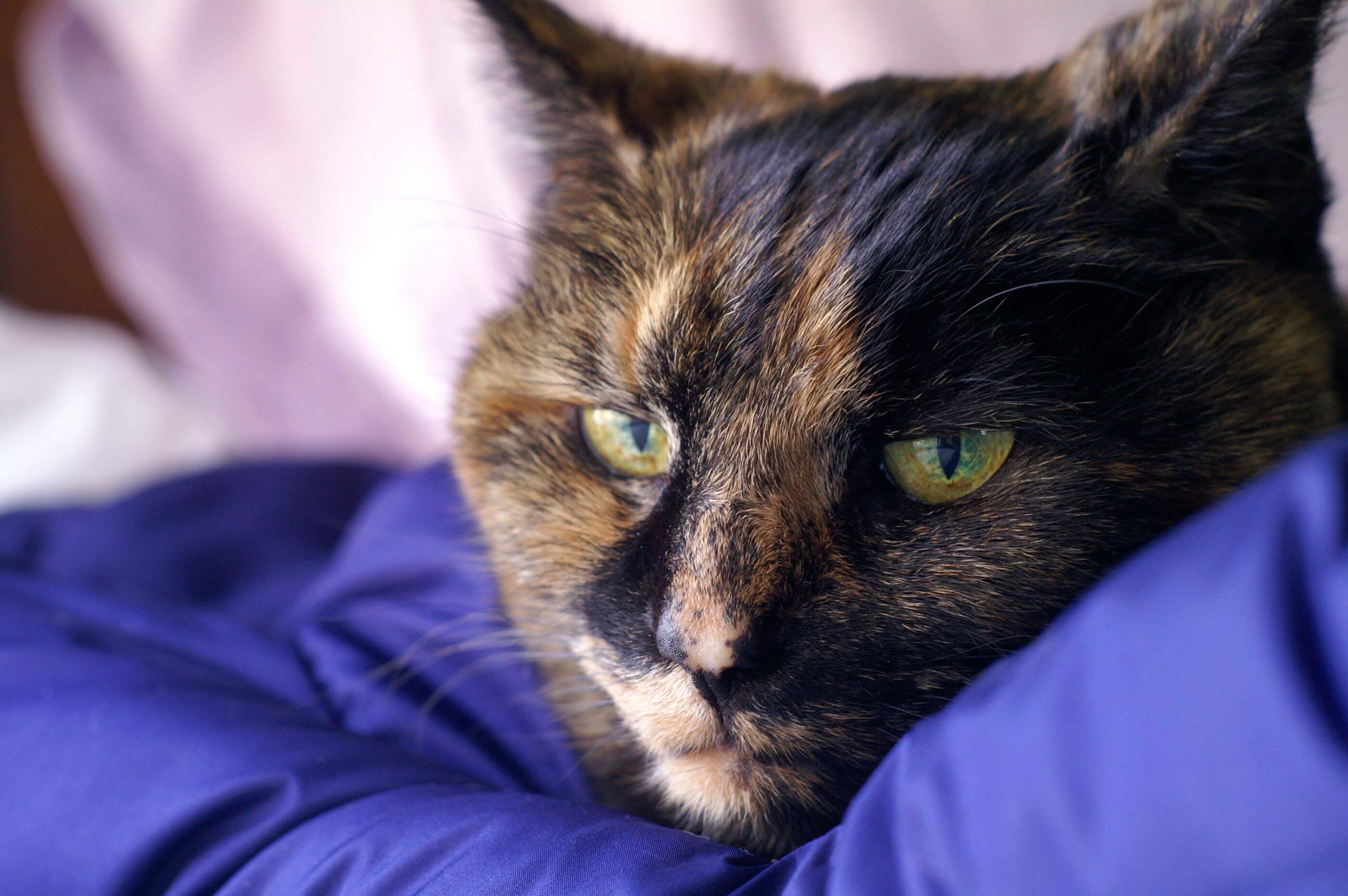 tortoiseshell calico cat behavior