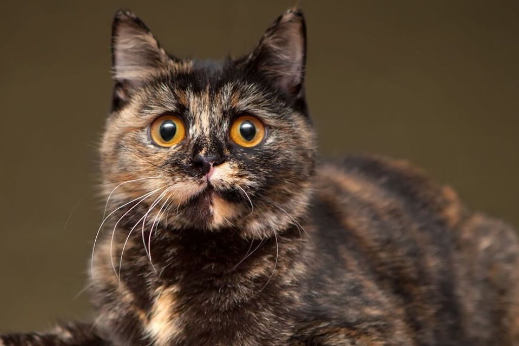 Appearance of Tortoiseshell Cat Breed