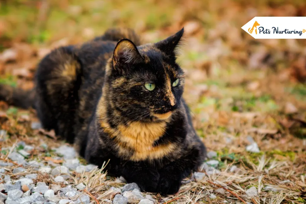 Tortoiseshell Cat
